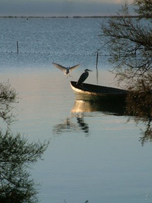 Camargues-0530.jpg