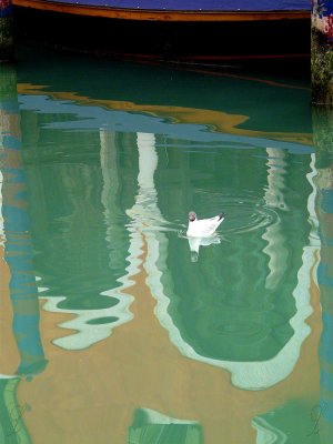 reflets et la mouette rieuse-20795.jpg