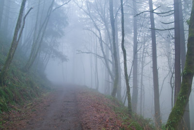 Forest Park in January