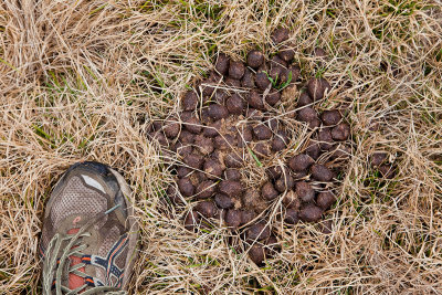 Elk Droppings?
