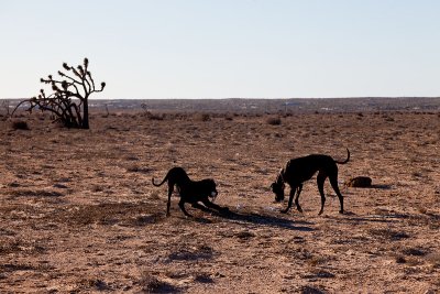 Dogs and dead cow
