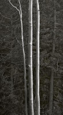 Lincoln National Forest, New Mexico   19770601