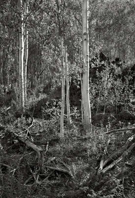 Rio Grande National Forest, Colorado   19780801