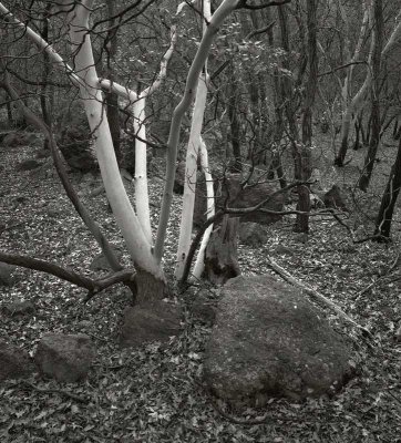 Pine Canyon, Big Bend National Park, Texas   19790303