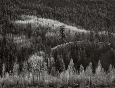 Rio Grande National Forest, Colorado 19790508