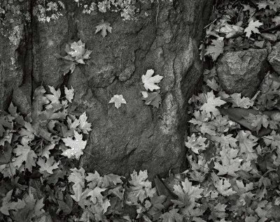 Pine Canyon, Big Bend National Park, Texas   19791105