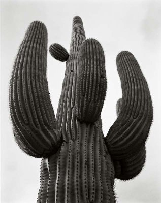 Saguaro National Monument, Arizona   19800107