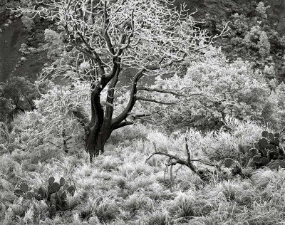 Lost Mine Trail, Big Bend National Park, Texs   19801103