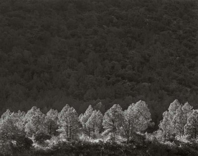 Pine Canyon, Big Bend National Park, Texas   19801210