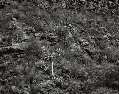 Window Trail, Big Bend National Park, Texas   19801221