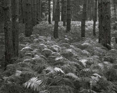Barre State Forest, Massachusetts   19941012