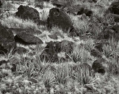 St. Elena Road, BBNP, Texas   19950210