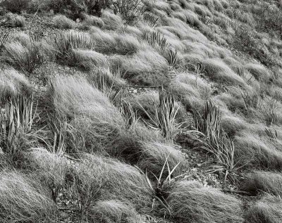 Grasses, BBNP, Texas   19950217