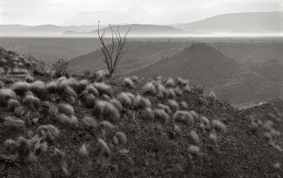 Ocotillo, BBNP, Texas   19950219