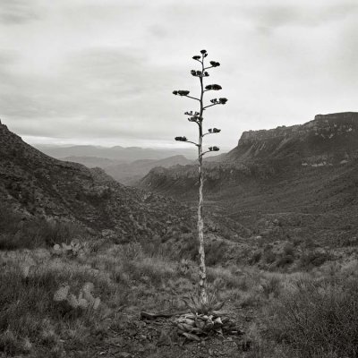 At the Saddle, Lost Mine Trail, BBNP, Texas   19950222