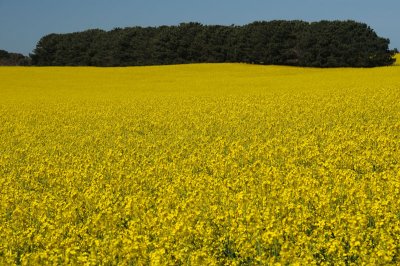 Yellow field trees horizon QCliff.jpg