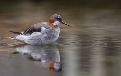 Red Necked Phalarope