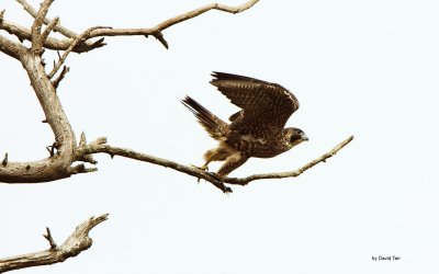 Peregrine Falcon