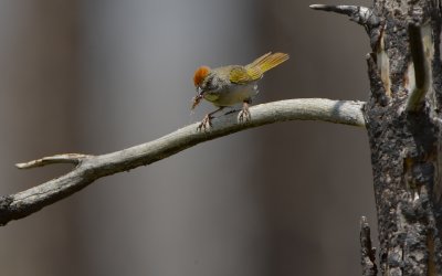 Green Tailed Towhee