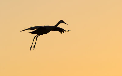 Sandhill Crane