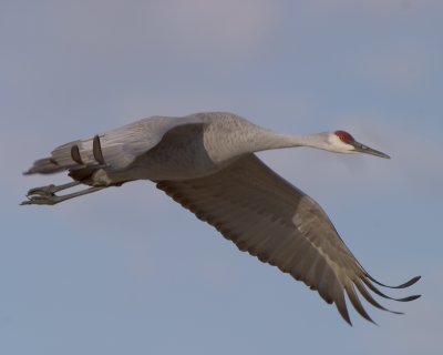 g1/71/799171/3/104248385.Hq2dXnjA.jpg