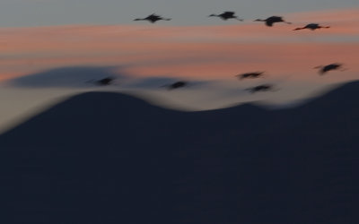 Speeding Home