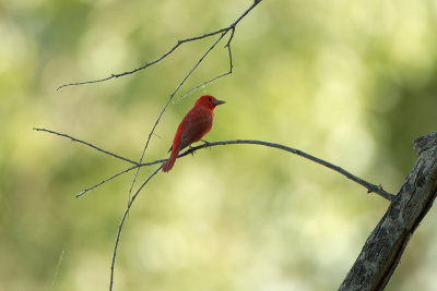 Summer Tanager