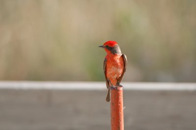 Vermillion Flycatcher