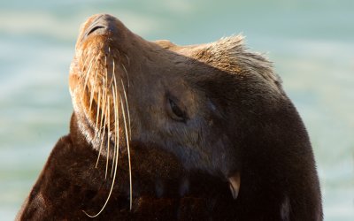 California Sea Lion
