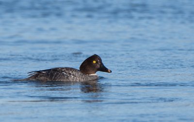 Common Goldeneye.jpg