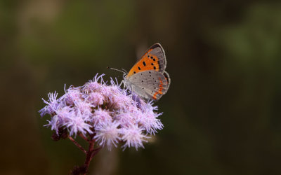 Butterflies and Insects