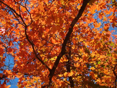 Lost Maples November 2008
