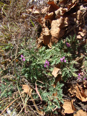 g1/71/806171/3/106554650.pYJJOcej.jpg