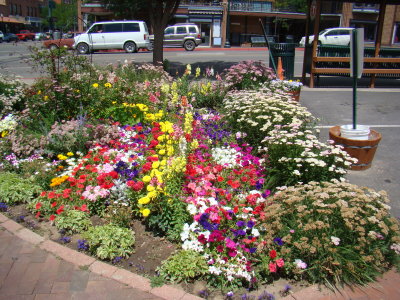 Flowers in Downtown