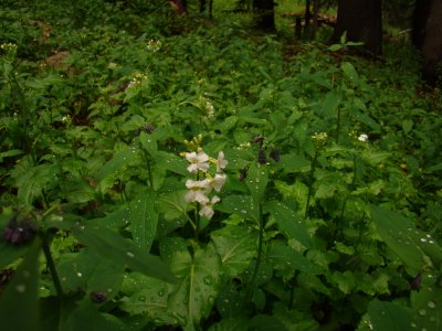 Brook Cress