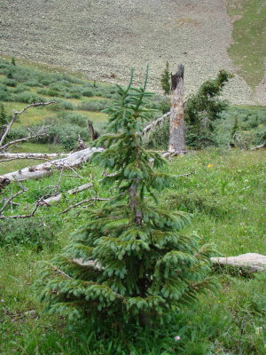 Cindy's Charlie Brown Chirstmas Tree