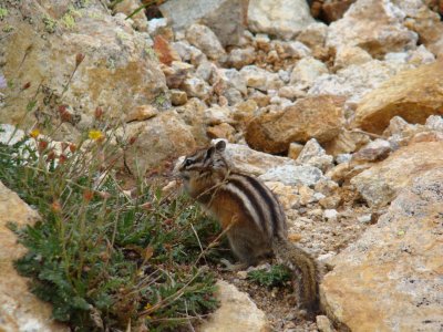 Chipmunk Snack Time