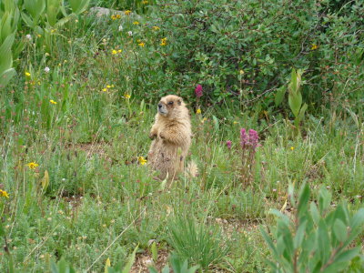 More Furry Wildlife