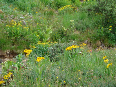 Trailside Wildflowers