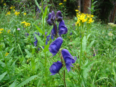 Monkshood