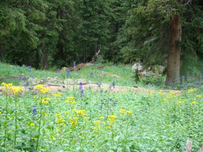 A Bunch of Flowers - Mostly Yellows and Blues