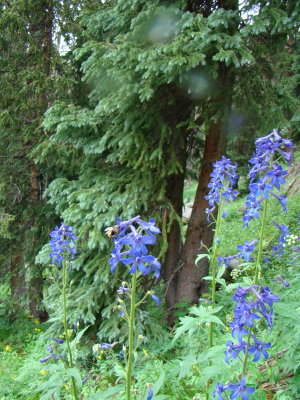 Subalpine Larkspur