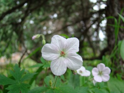 Richardson Geranium