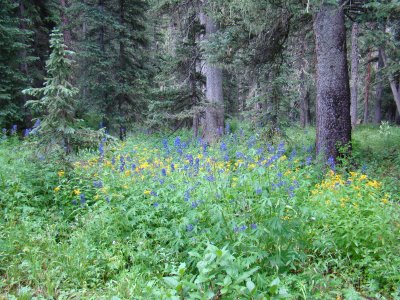 Another Field of Yellow & Blue