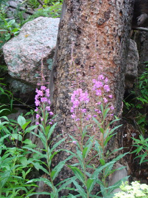 Common Fireweed