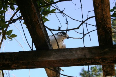 IMG_1034.JPG