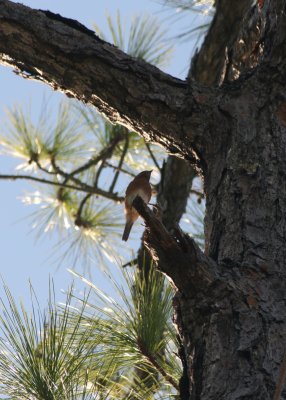 IMG_4688.JPG