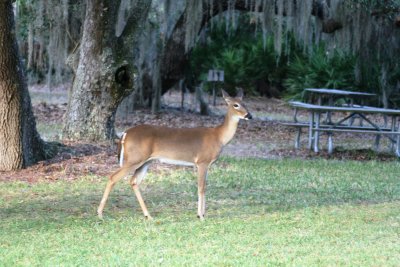 IMG_4915.JPG