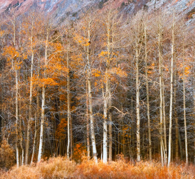 aspens.jpg