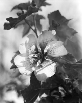T's garden